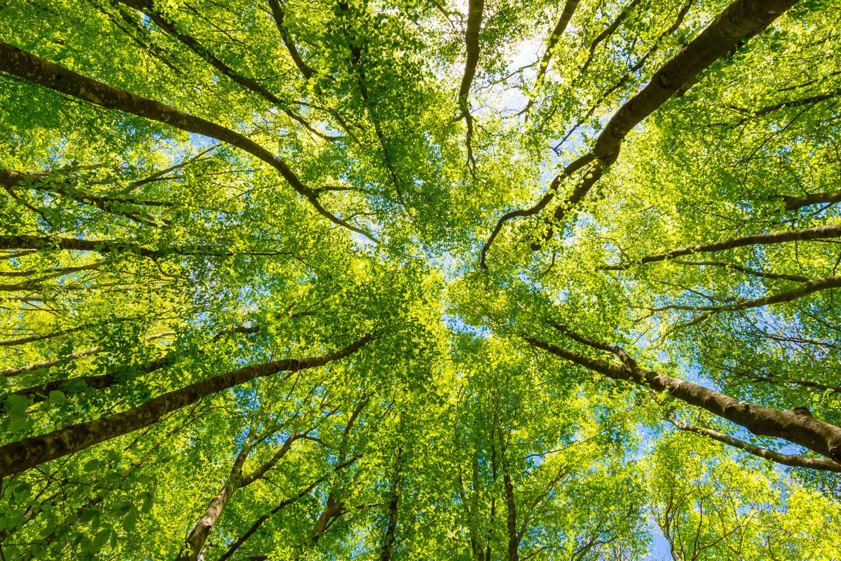 Looking upward at tree canopies in a forest