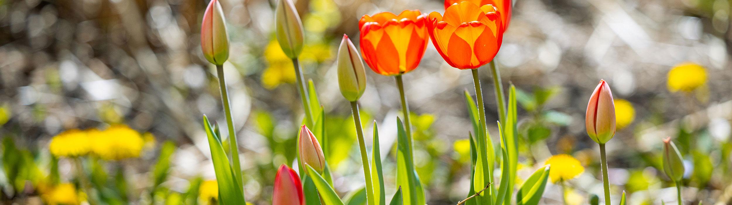 red tulips banner