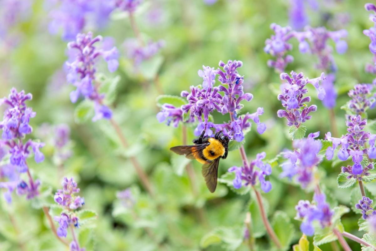 Bee on a purple flower
